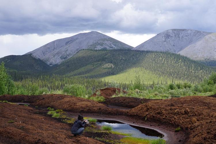Photo of a peat plateau in the Yukon