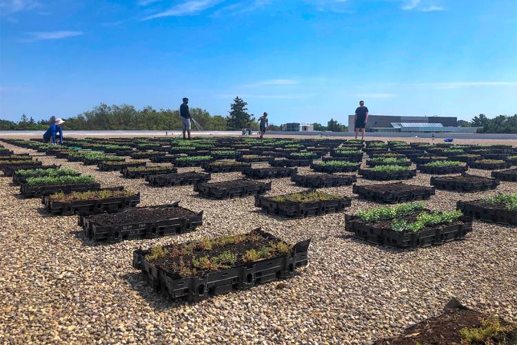 Planters on a green roof.