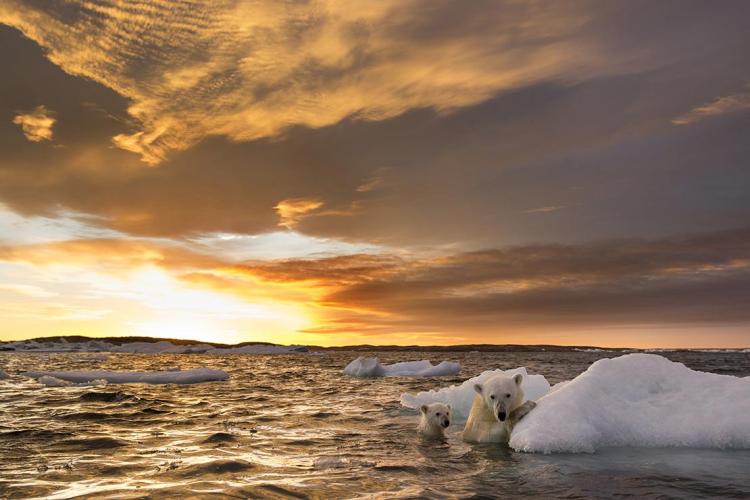 Polar bears cling to a melting iceberg
