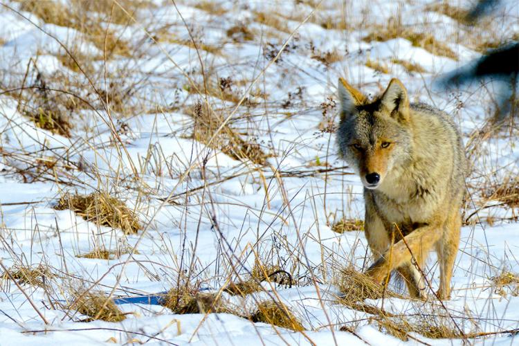 An eastern coyote – a hybrid of coyote, wolf and dog – is seen on the prowl in Kawartha Lakes, Ont