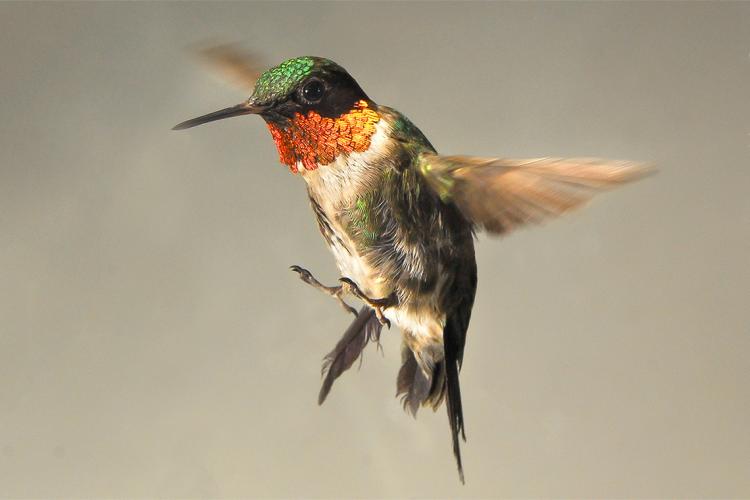 A hummingbird