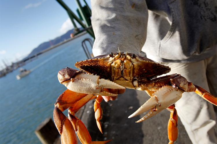 a dungeness crab is held by a San Francisco fisherman