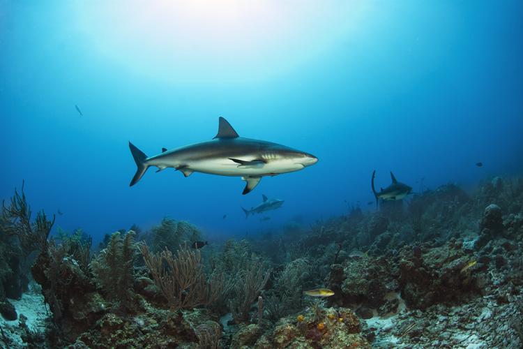 Sharks swimming by coral reef in Florida