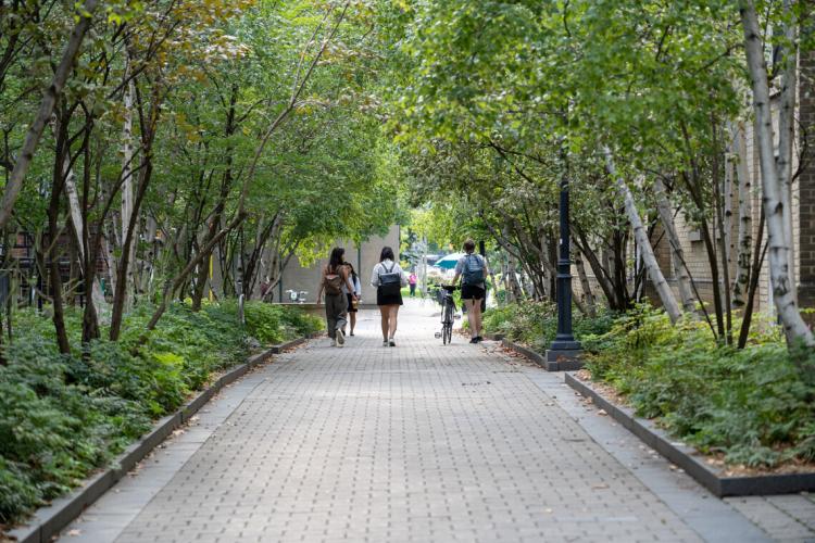 Three students walking down a tree-lined path on the St. George campus.