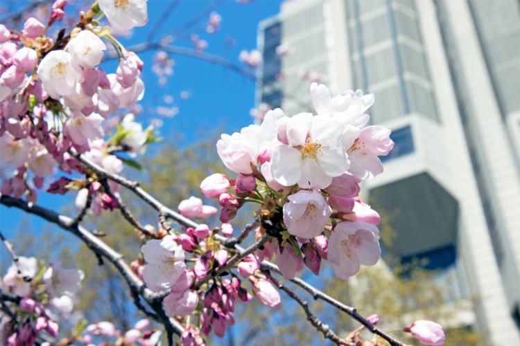 photo of cherry blossoms outside Robarts Library