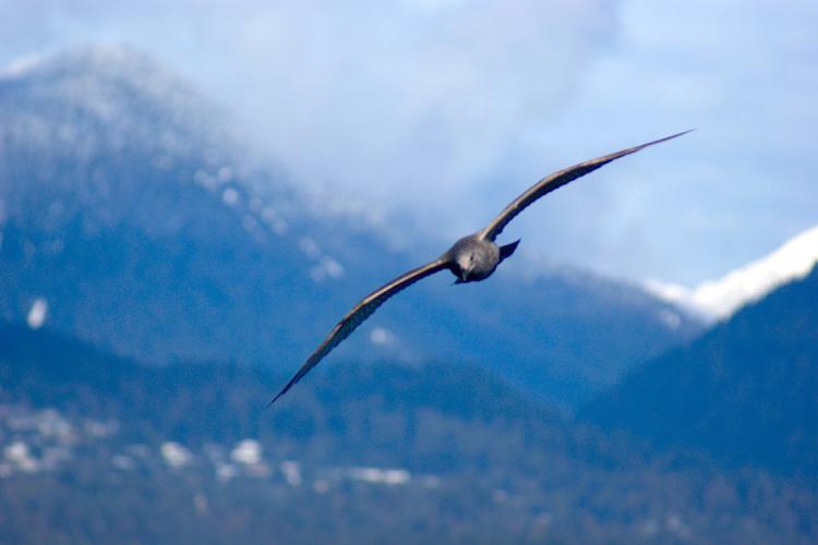 photo of a bird flying