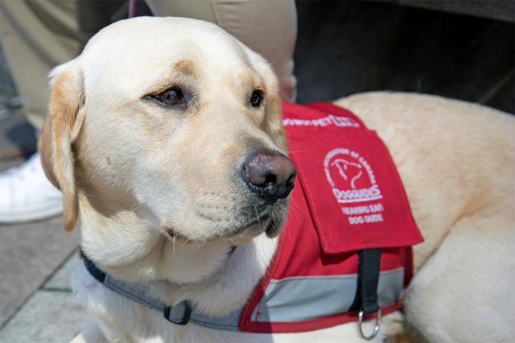 Photo of Emma, a hearing ear dog