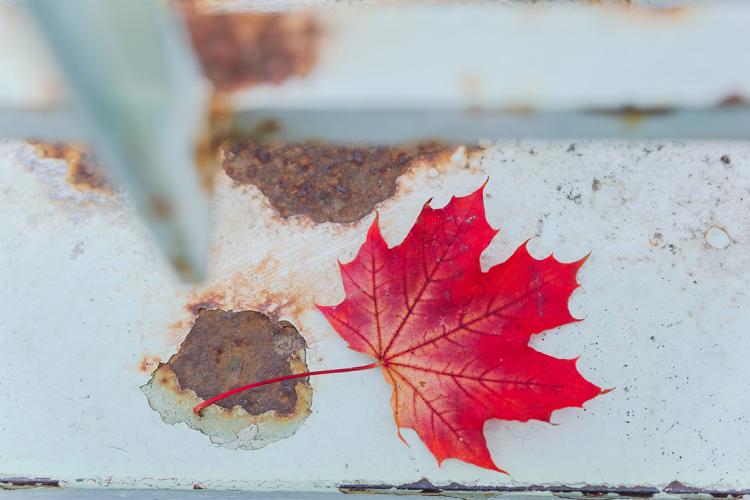 A red maple leaf rests on a rusted metal fence