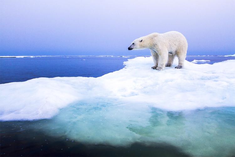 Polar bear on Arctic ice