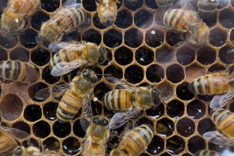 Bees on a honeycomb that is being used to make raw honey