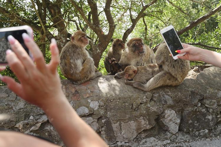 Tourists photograph barbary monkeys in Gibraltar using their cellphones