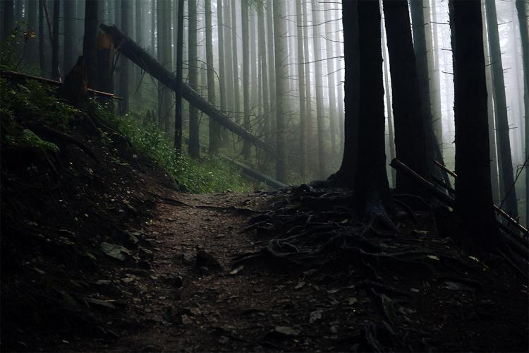 a path winds through a dark forest