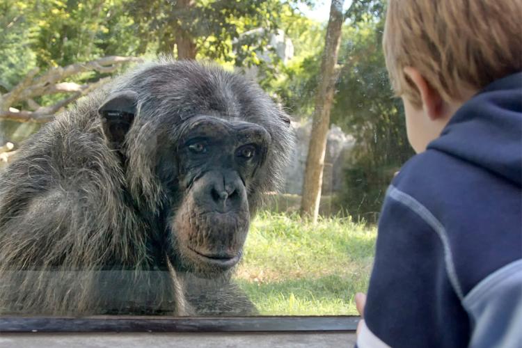 Photo of child looking at a chimp at the zoo