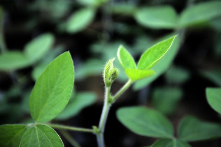 Photo of a soy plant