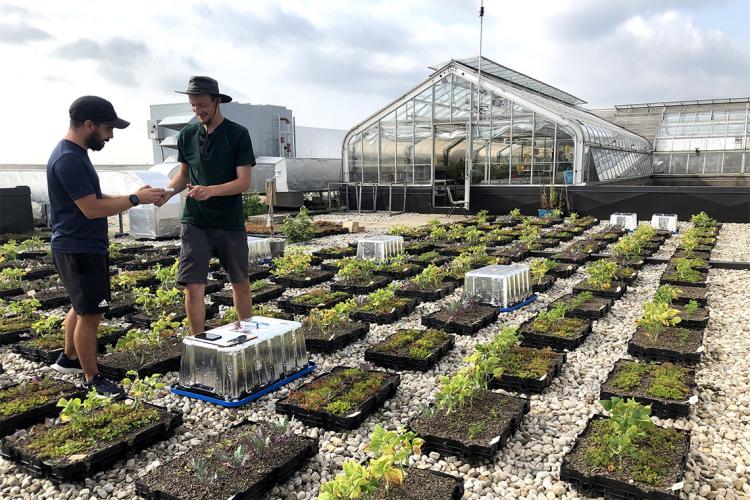 two people gardening on a University of Toronto Scarborough campus rooftop