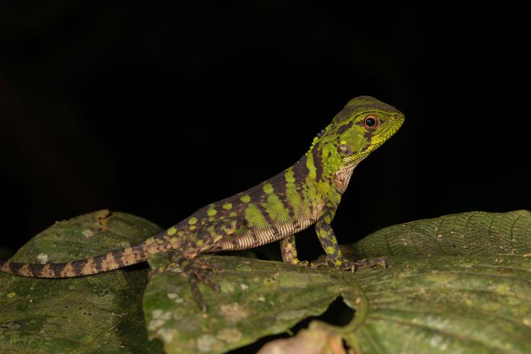 Photo of a lizard in Ecuador