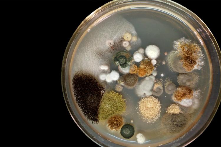 Image of various microorganisms growing in a petri dish