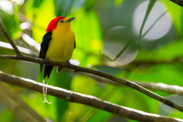Wire-tailed Manakin in a tree