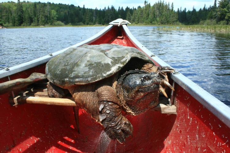 Snapping turtle in a canoe in Algonquin Park