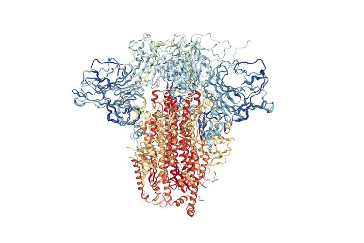 An image of the molecular structure of the novel coronavirus's spike protein pictured here