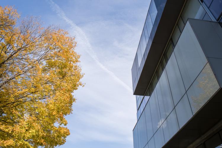 fall leaves set against a blue sky and a modern building