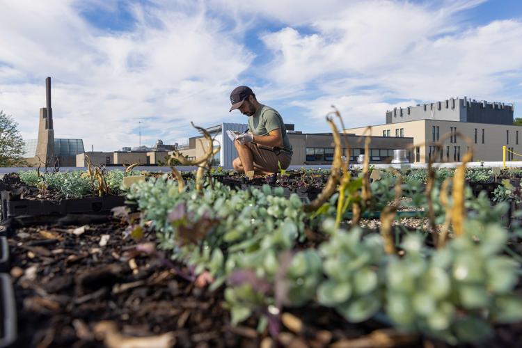 a graduate student works on an plant experiemtn on the roof of a UTSC building