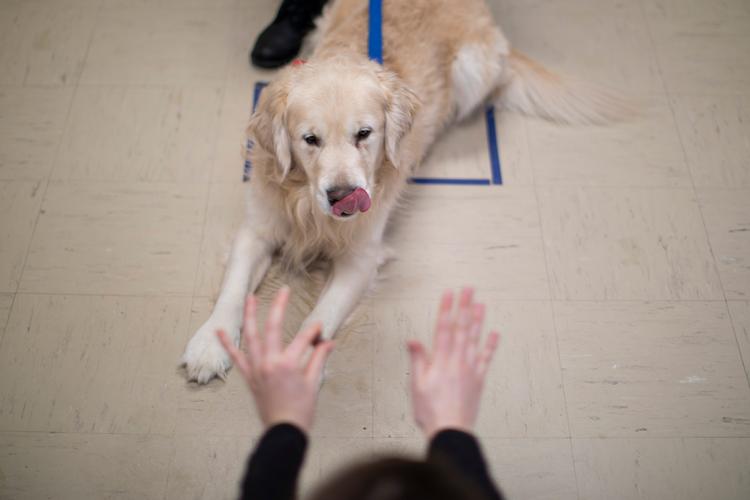 Canine cognition lab