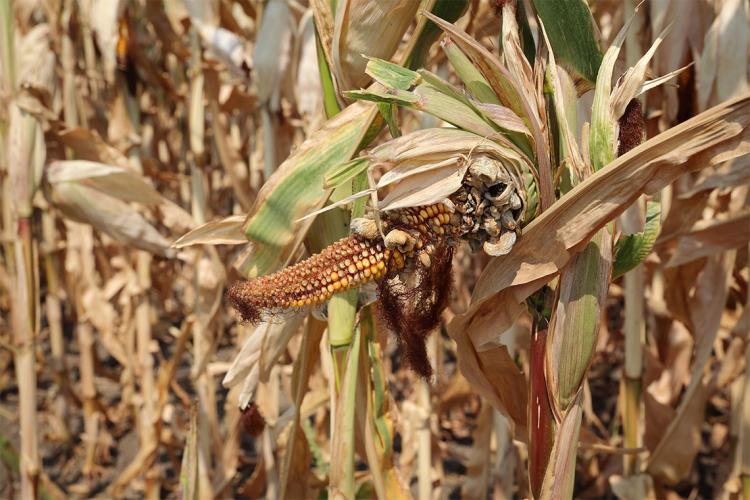 photo of a damaged corn plant in the field