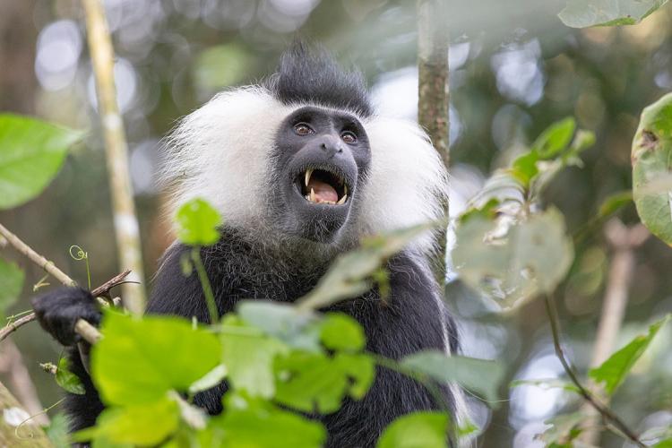 A colobis monkey sits in a tree in Rwanda