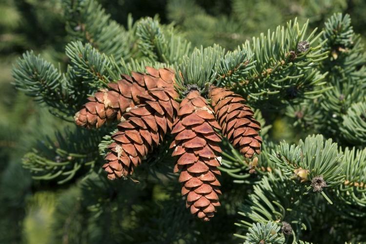 White Spruce pinecones