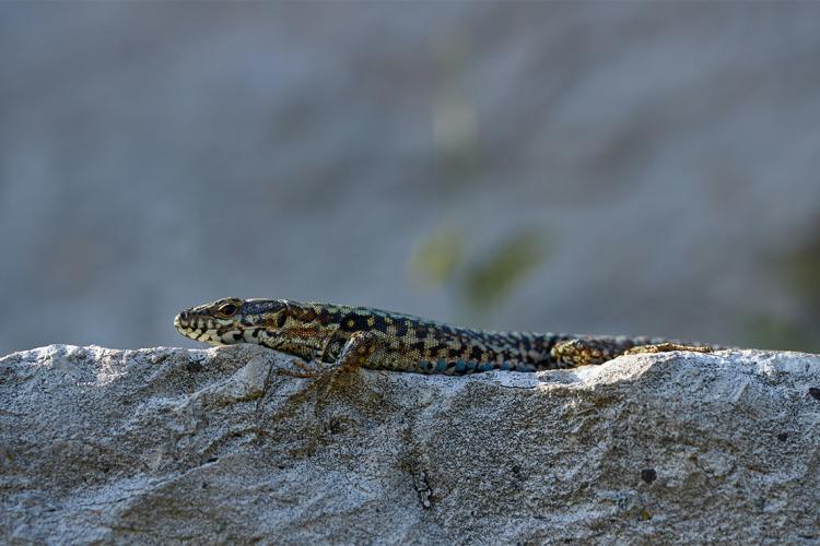 A wall lizard rests on a rock