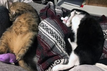 Cats napping 