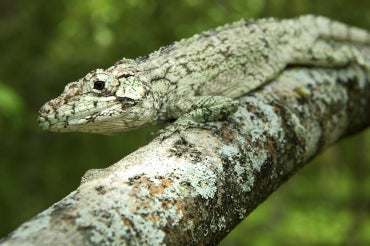 photo of new lizard on branch