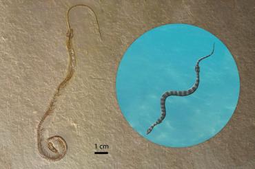 composite photo of fossil and artist's rendering of snake
