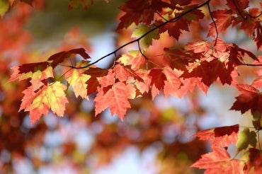 Photo of leaves changing colour