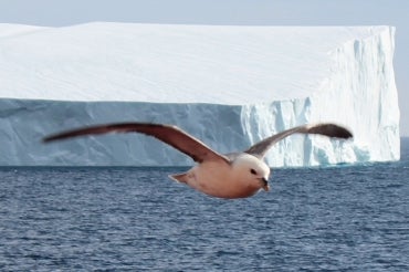 Photo of arctic seabird