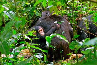 Two chimps in trees