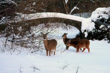 photo of deer at U of T Mississauga campus