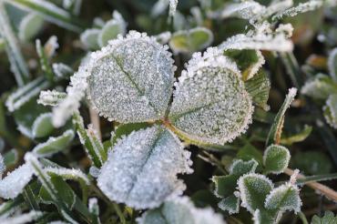 Photo of frost-covered clover
