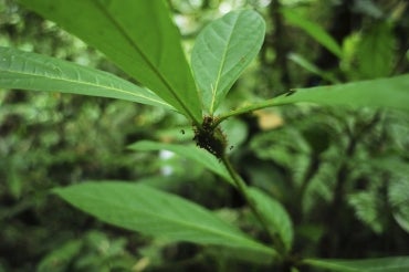 Photo of ants on plant