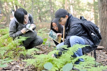 Photo of students examining plants in a forest