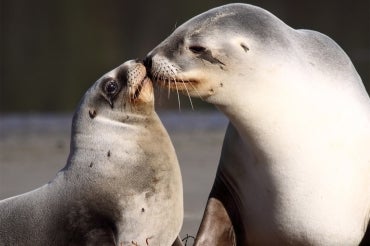 Photo of sea lions