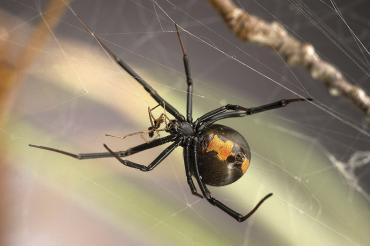 Photo of redback spider