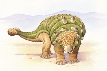 Illustration of ankylosaurus