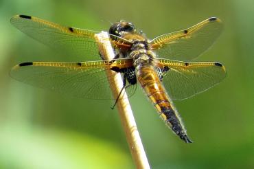 Photo of dragonfly