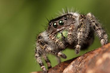 Photo of fuzzy spider