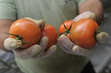 Photo of tomatoes grown in greenhouse