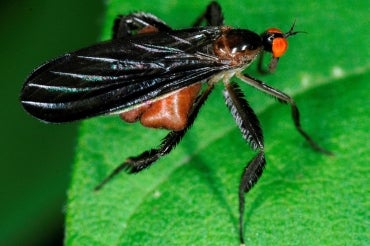 Close-up photo of fly on a leaf