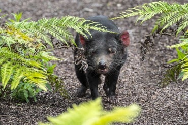 Photo of Tasmanian devil