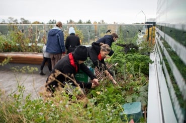 photo of people tending to a rooftop garden
